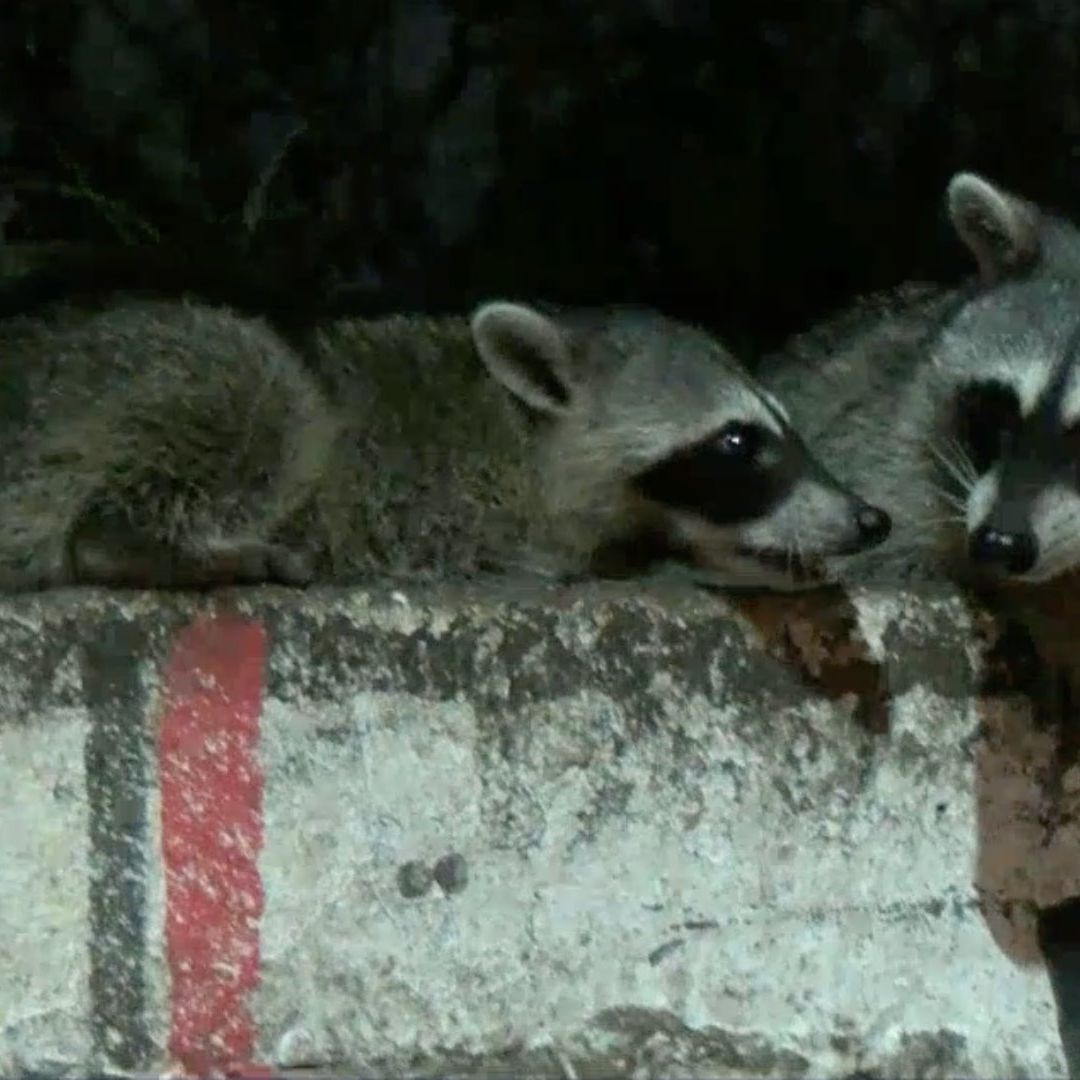 Dos mapaches arriba de una barda