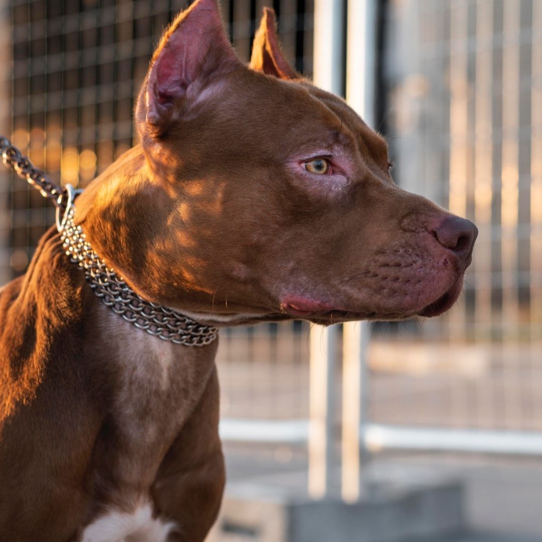 Niña Atacada y Mordida por Perro Pitbull en Colonia La Libertad en Puebla