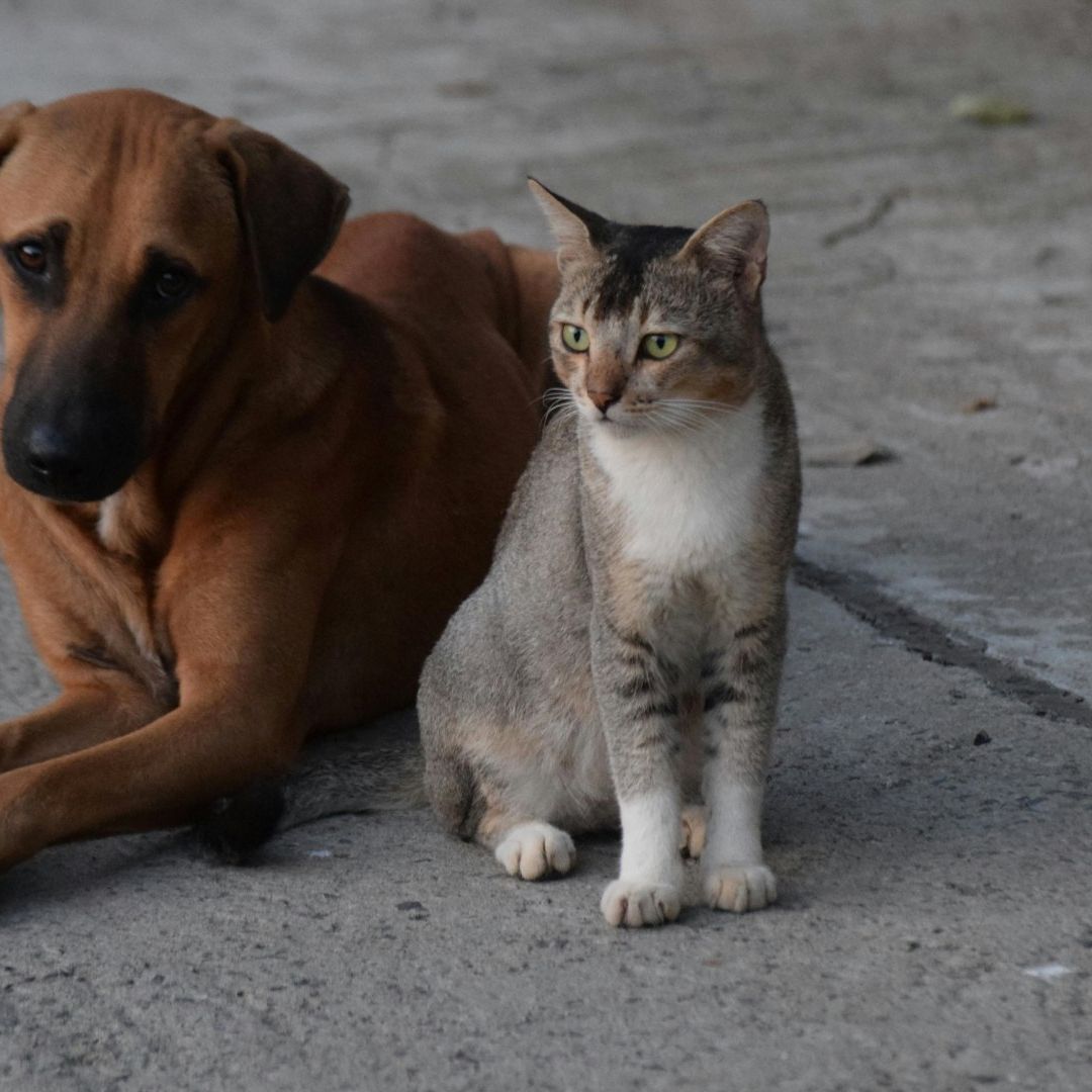 Día Mundial de Bendecir a los Animales