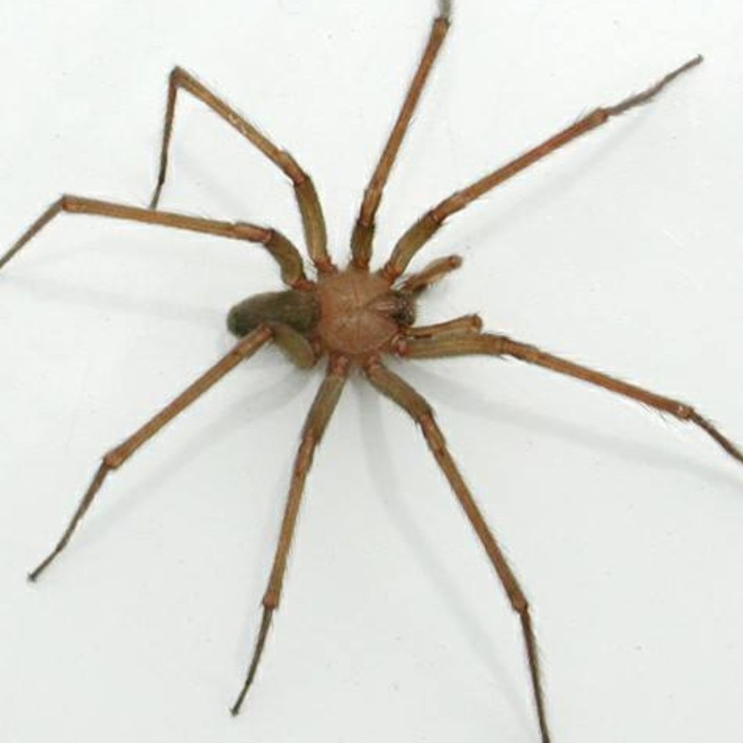 Araña violinista