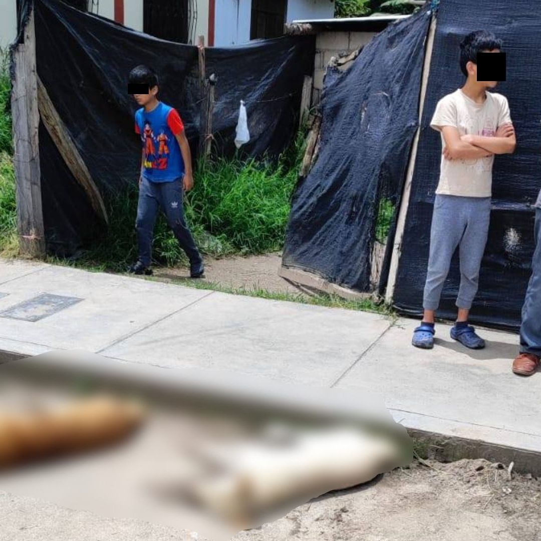 ¡Lamentable! Envenenamiento Masivo de Perros: Mueren Más de 50 'Lomitos'