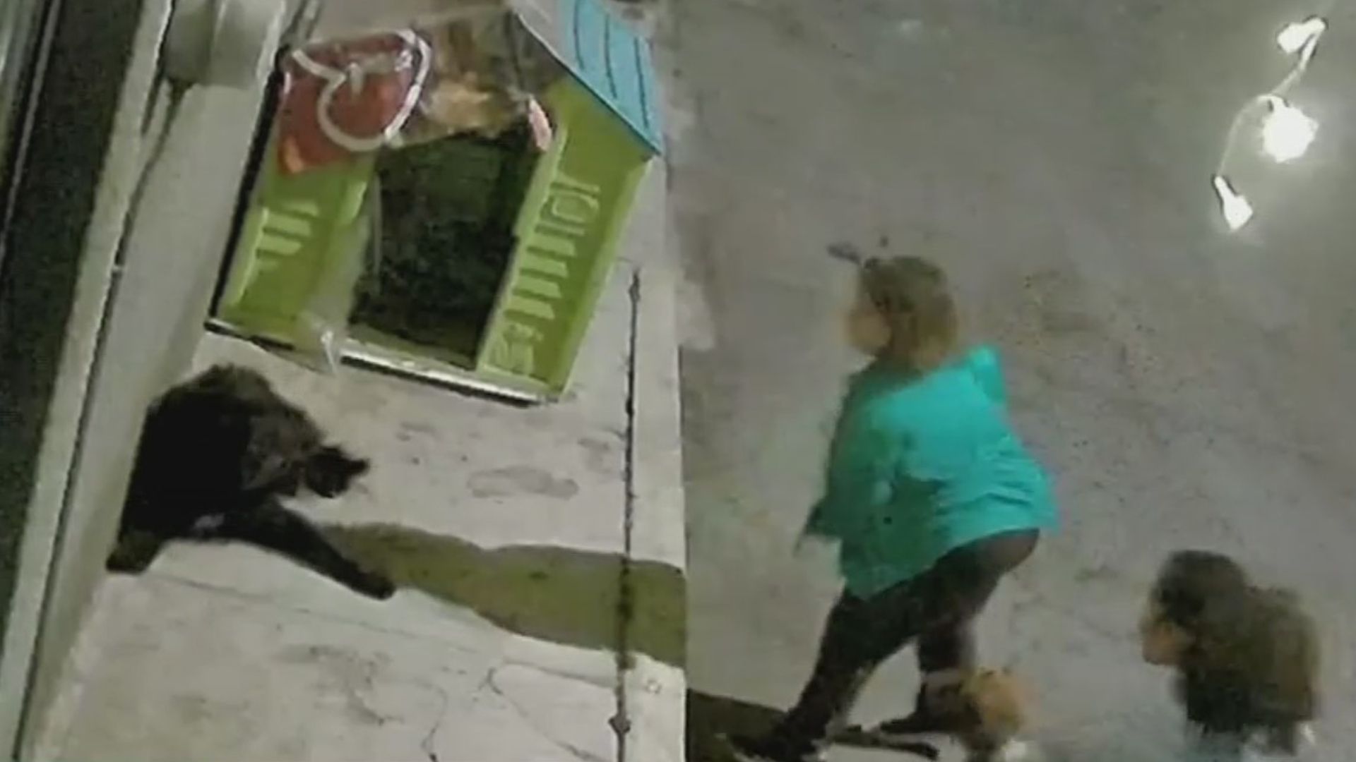 ¡Con los Lomitos No! Mujeres Agreden a Perro Callejero