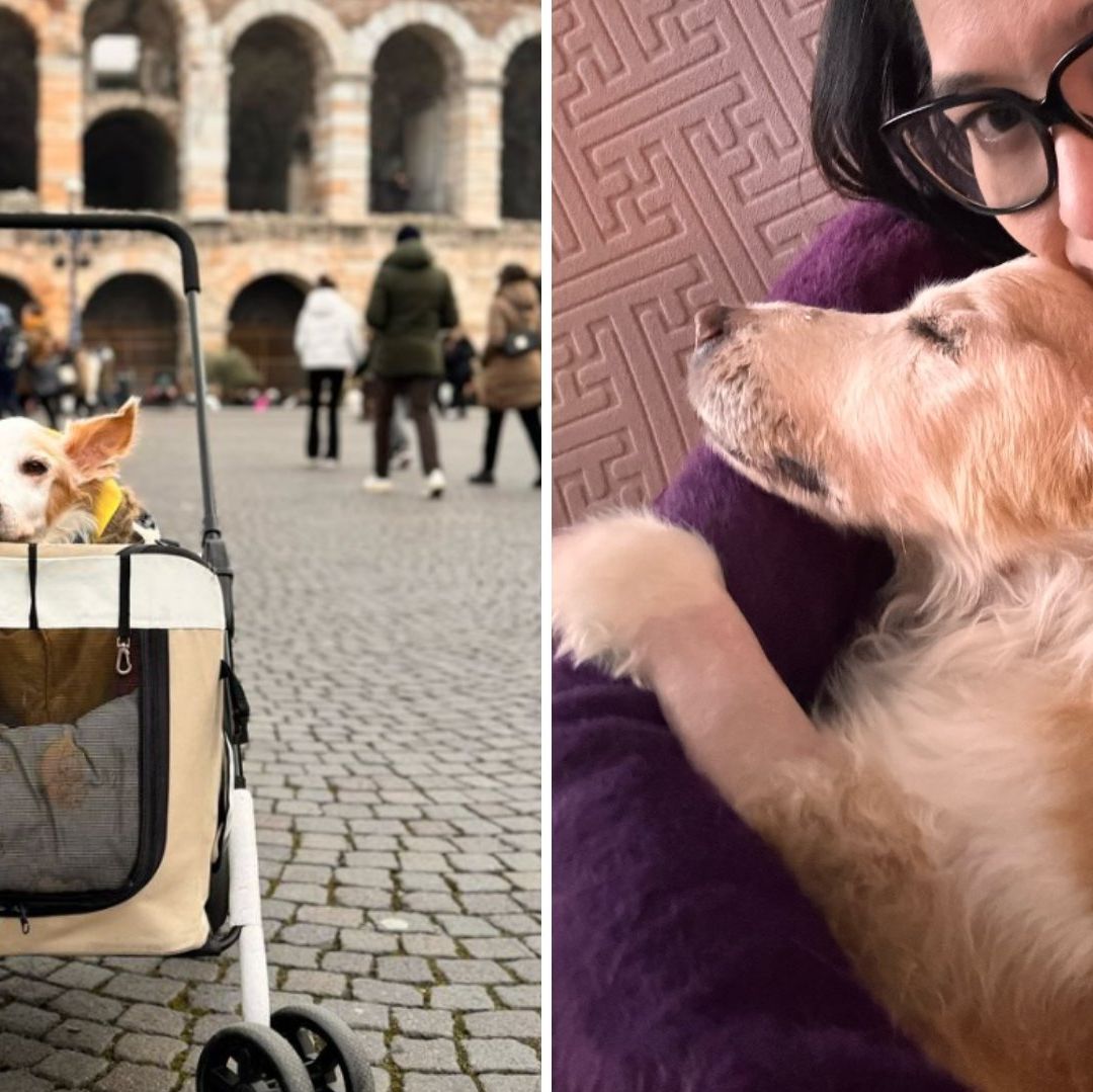 Muere Mazapán, el Perro Viral de los Calcetines que Viajó de México hasta Italia