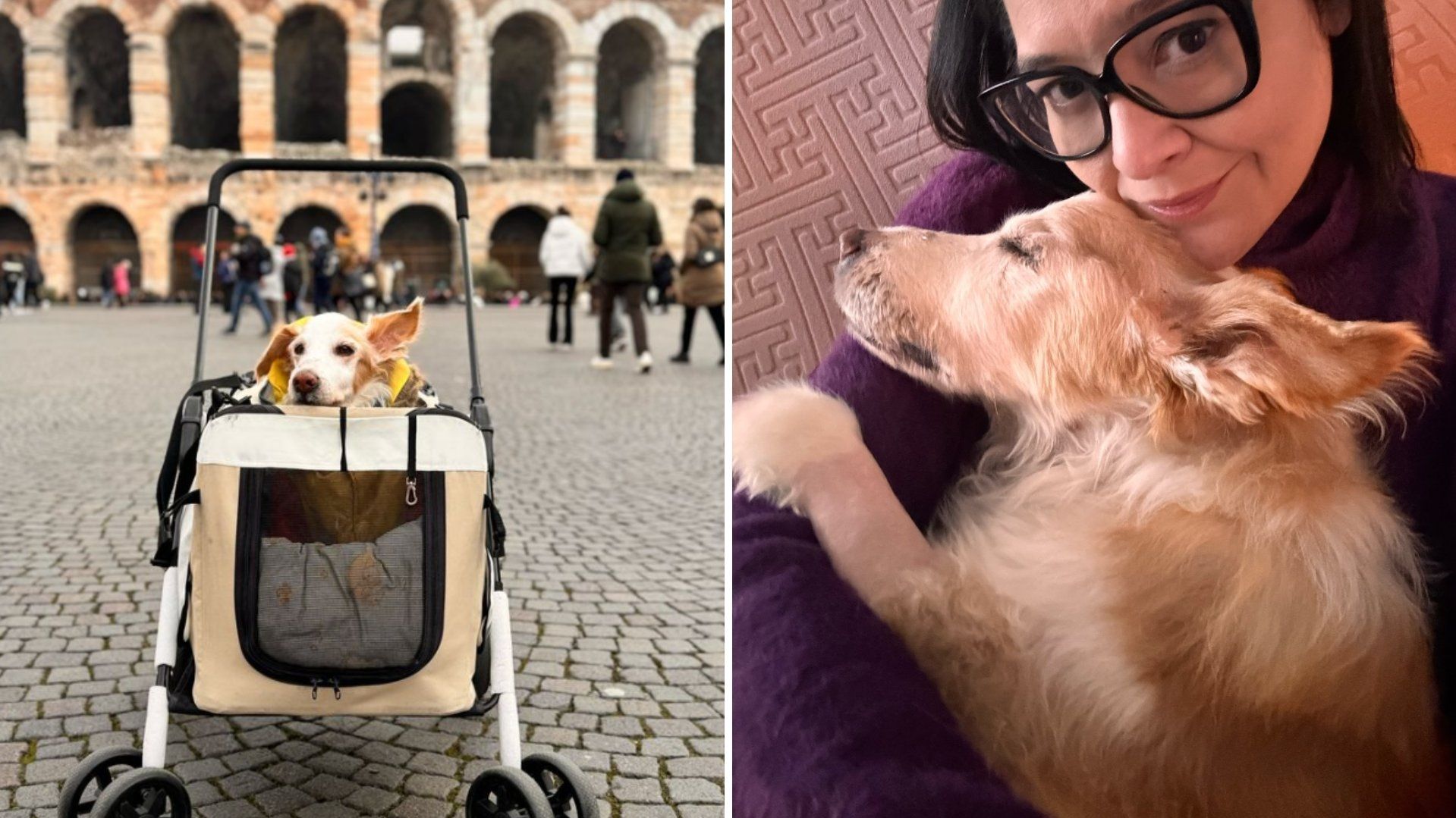 Muere Mazapán, el Perro Viral de los Calcetines que Viajó de México hasta Italia