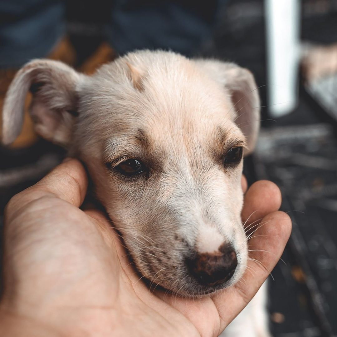 Los perros de raza mediana estaban en malas condiciones.