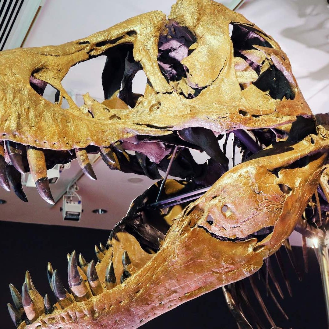 Esqueleto de tiranosaurio rex subastado en 2020