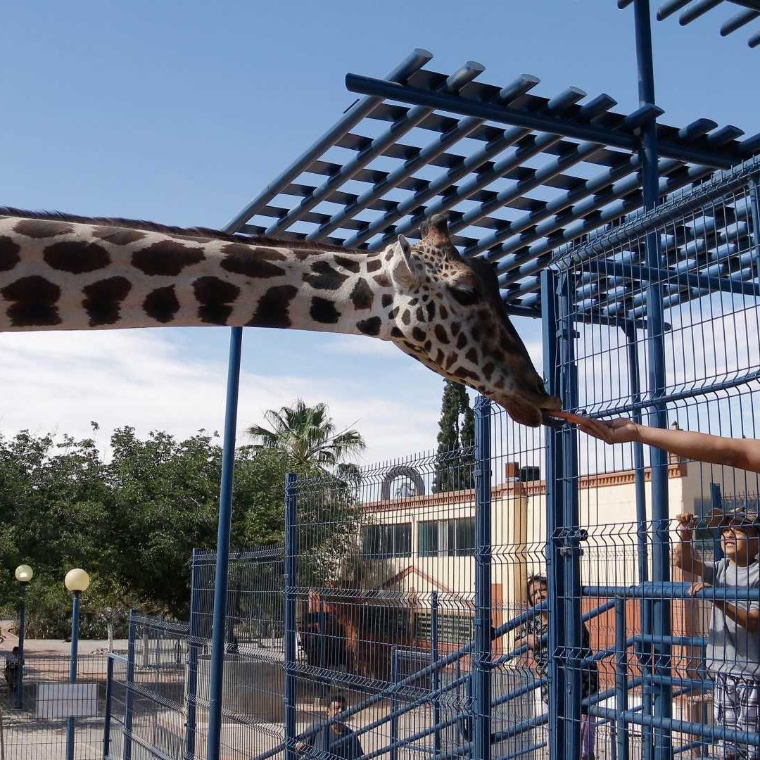 Benito, la jirafa, será trasladada de Ciudad Juárez al zoológico de Puebla; así será el trayecto