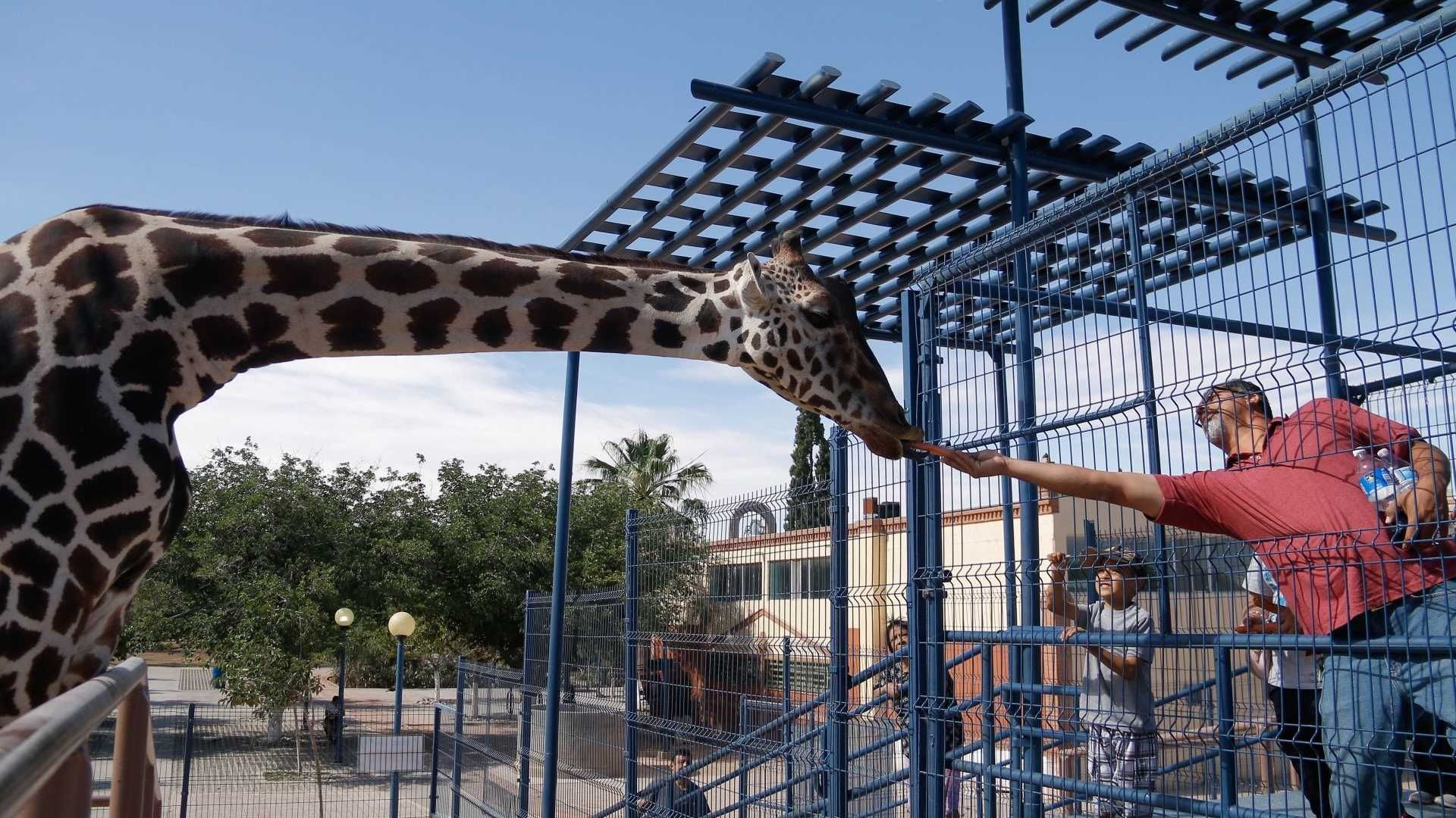 Benito, la jirafa, será trasladada de Ciudad Juárez al zoológico de Puebla; así será el trayecto