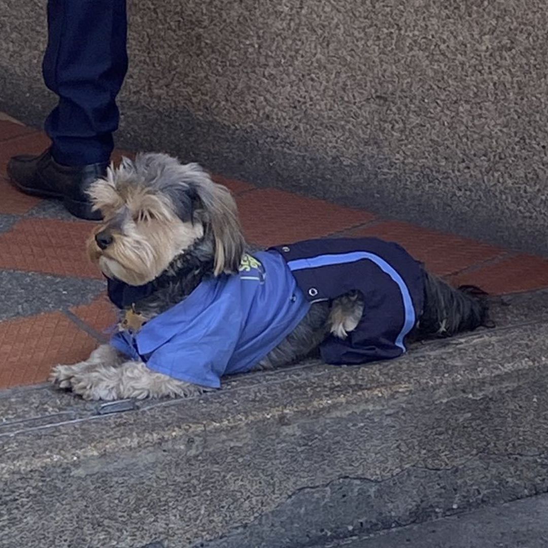 Perrito Se Hace Viral por Llevar Uniforme de Guardia de Seguridad
