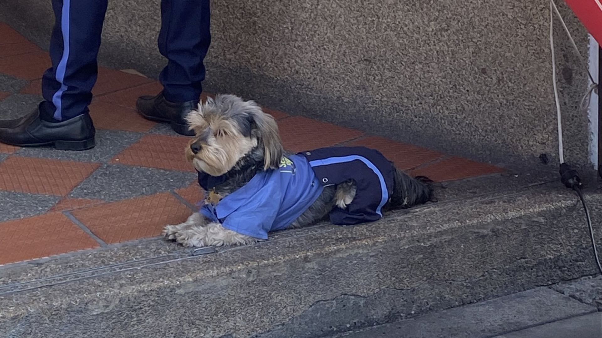 Perrito Se Hace Viral por Llevar Uniforme de Guardia de Seguridad