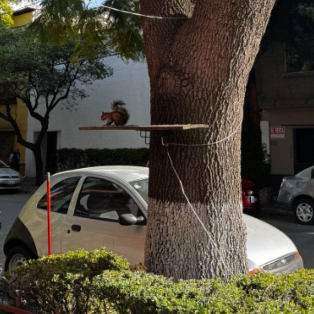 Ardillas de Colonia Narvarte Reciben Noble Gesto: Repisas en Árboles para que Coman Tranquilas