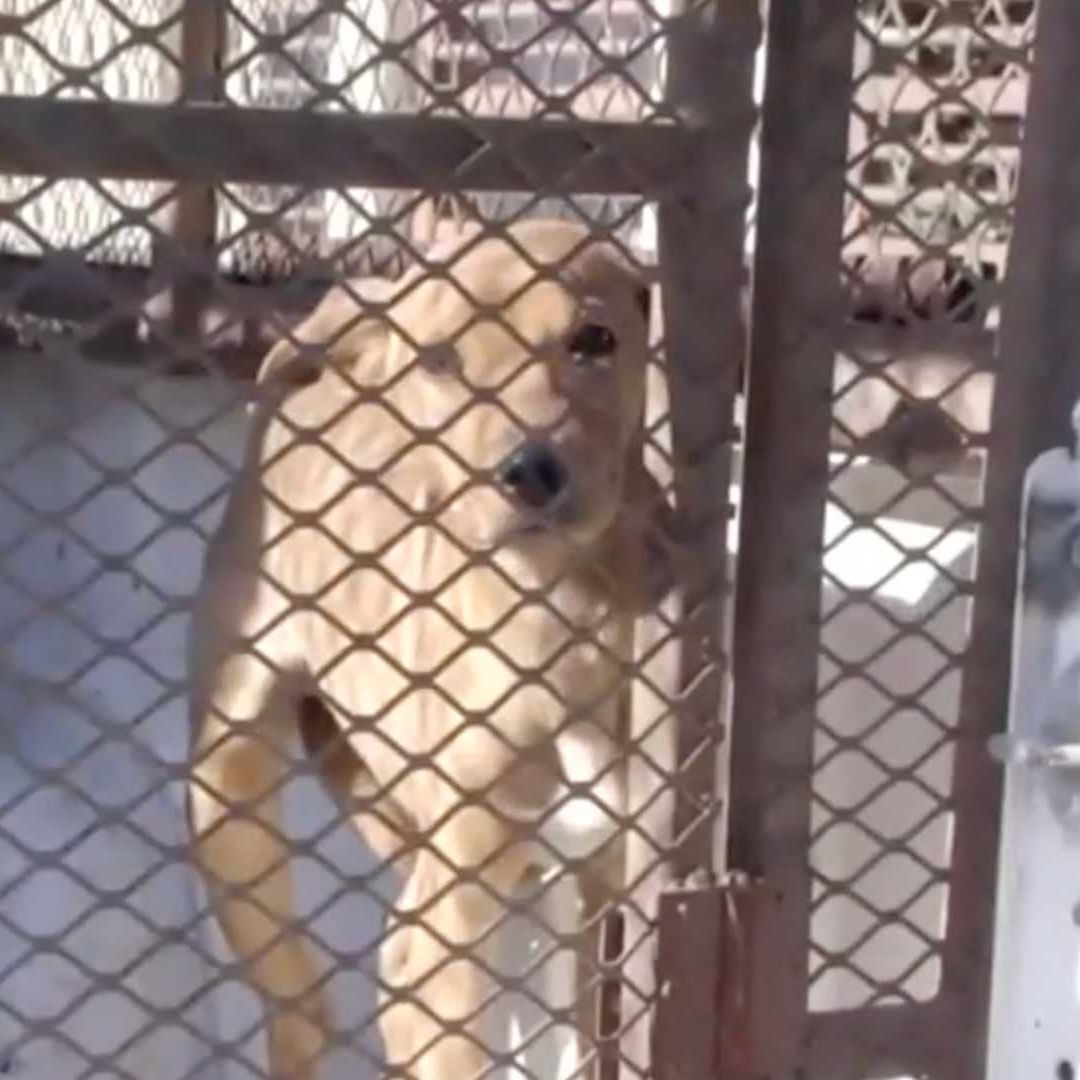 Hace unos días, otro perro que le acompañaba murió de hambre y frío...