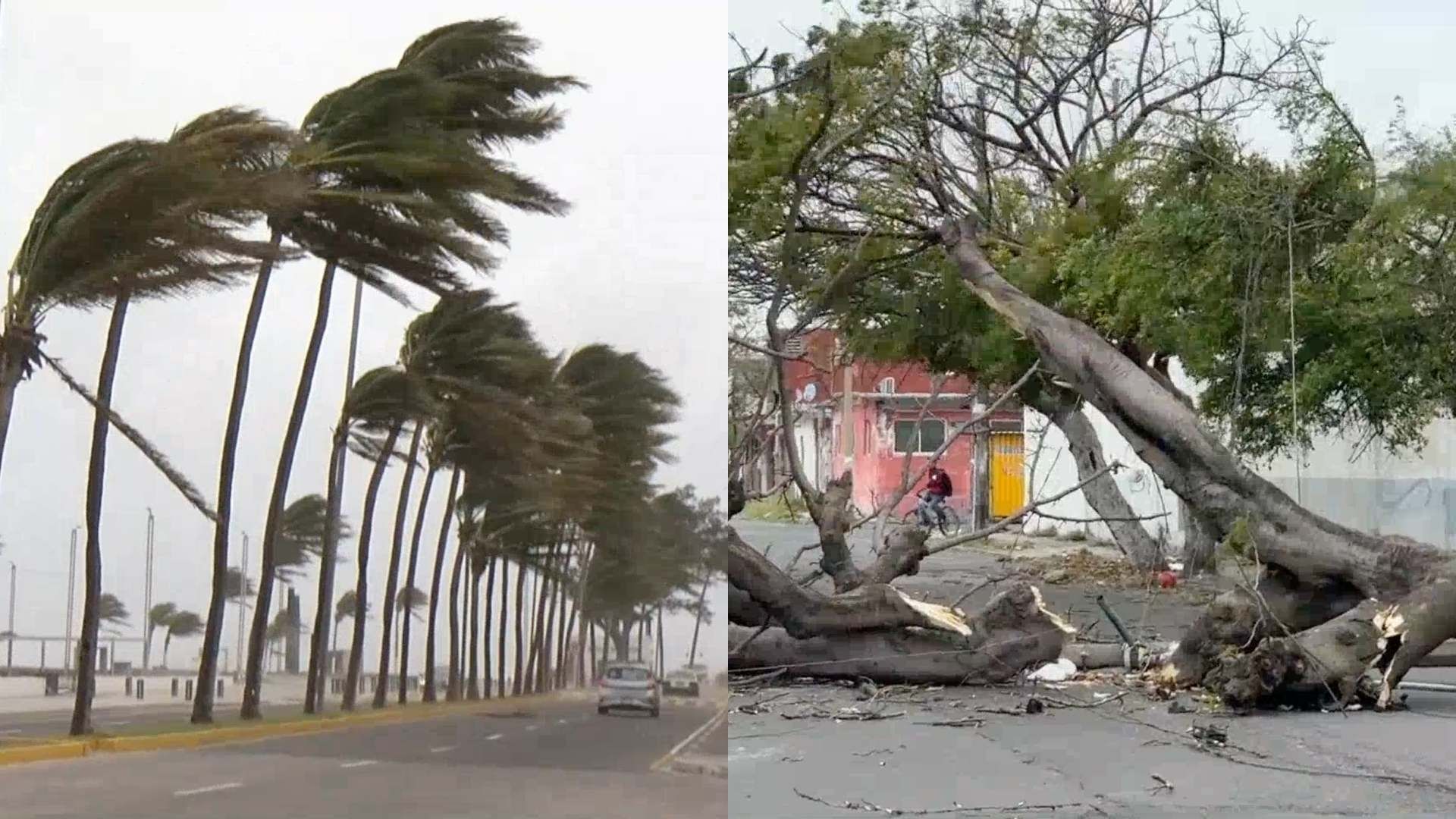 Norte en Veracruz y árboles caídos