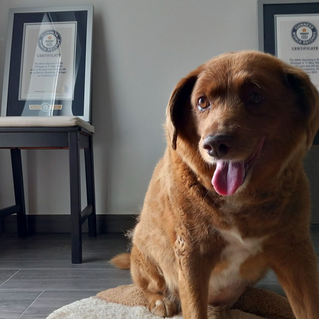 Bobi, reconocido con el Récord Guinness como el Perro Más Viejo del Mundo