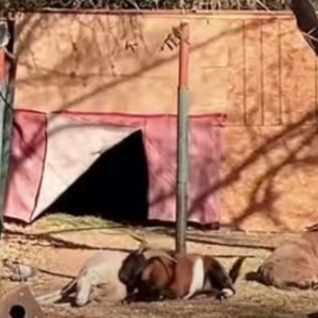 Activistas denuncian malas condiciones de animales en Parque Central de Ciudad Juárez