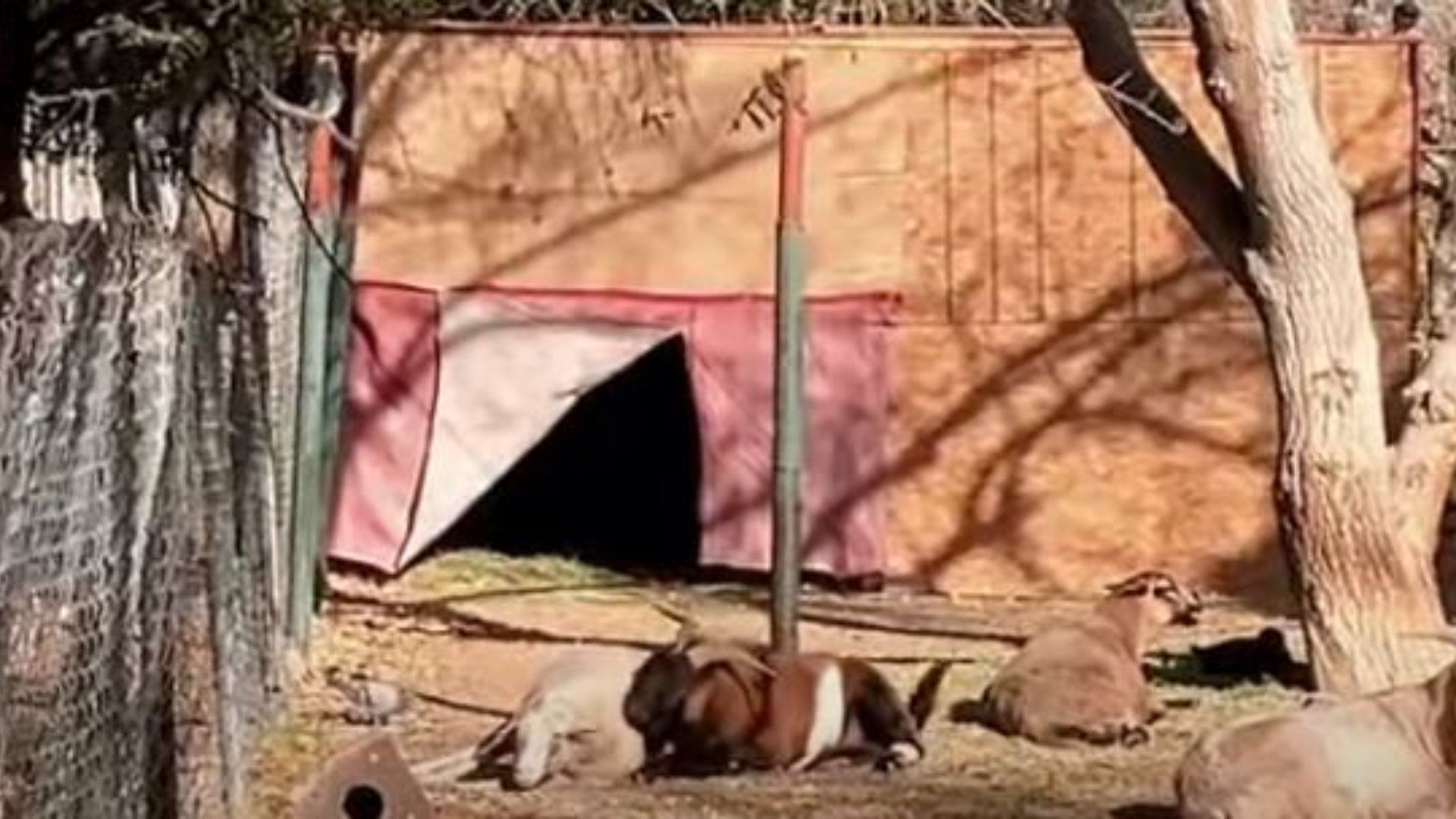 Activistas denuncian malas condiciones de animales en Parque Central de Ciudad Juárez