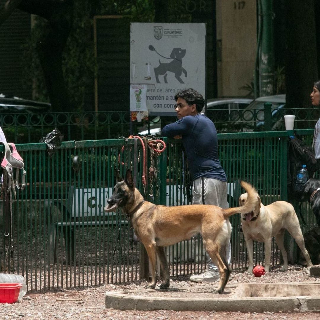 SCJN aprueba proyecto para castigar el maltrato animal.