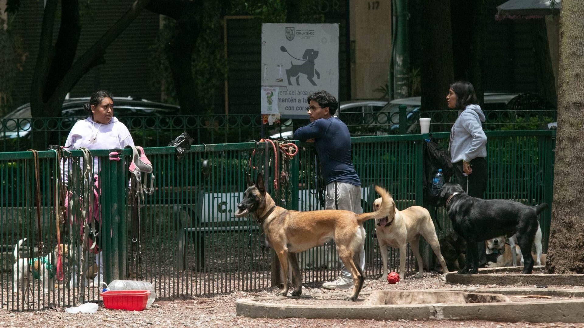 SCJN aprueba proyecto para castigar el maltrato animal.