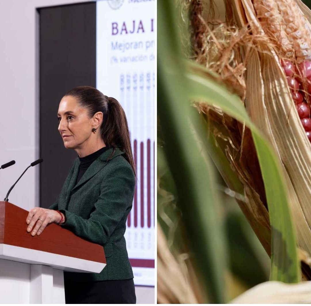 Sheinbaum Envía Reforma de Maíz Transgénico a la Cámara de Diputados; ¿Qué Dice la Iniciativa?
