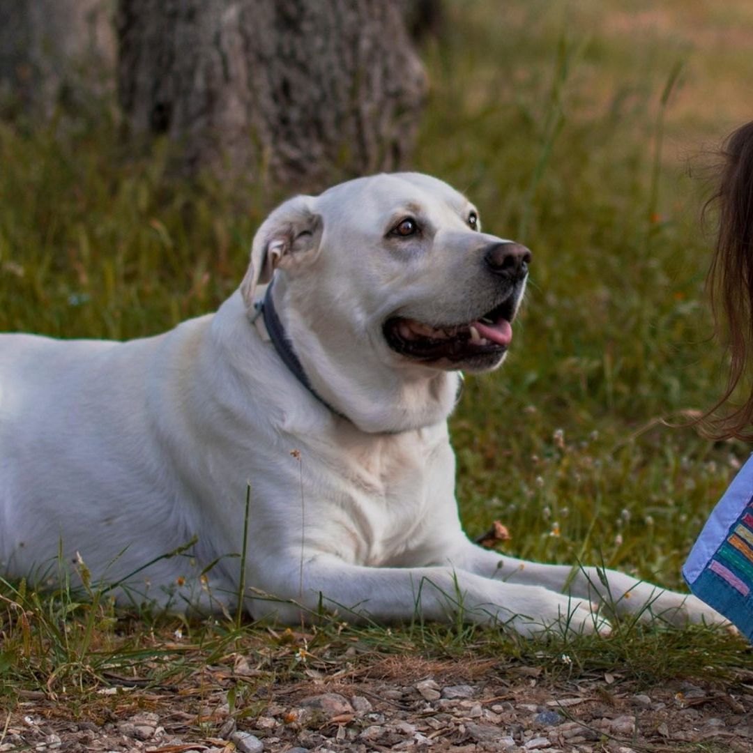 Niña Sale a Buscar a su Perro, Desaparece y Días Después la Hallan Muerta