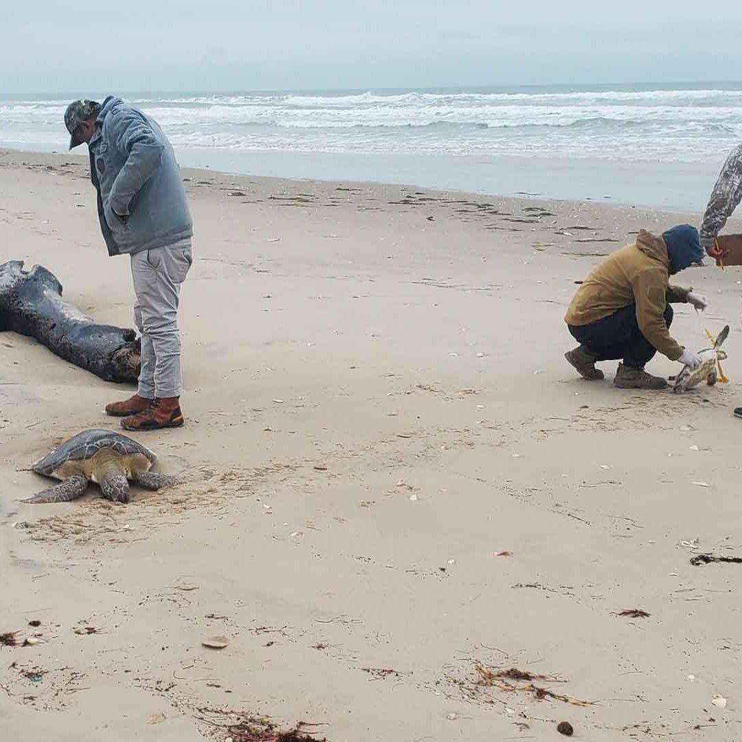 Frente Frío #24 Deja Tortugas Varadas con Hipotermia en una Playa de Tamaulipas