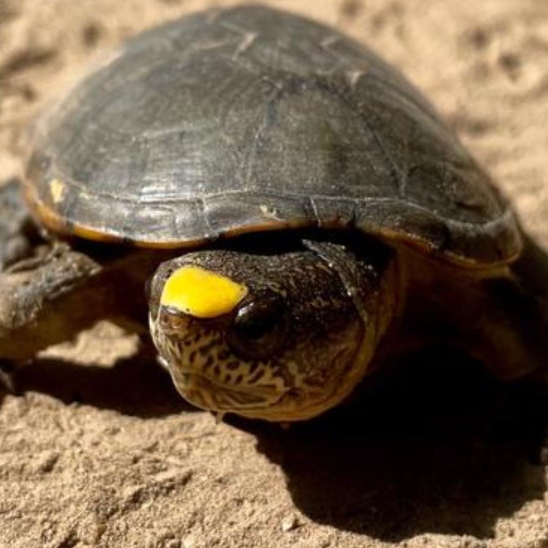 Investigan robo de tortugas casquito en Puerto Vallarta.