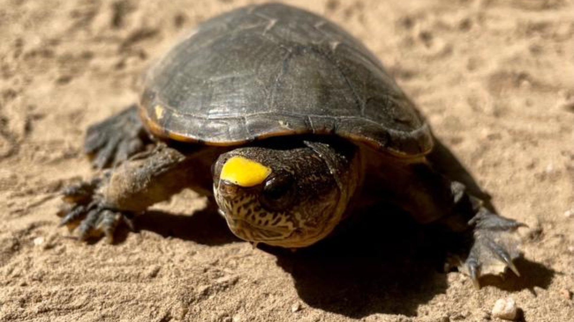 Investigan robo de tortugas casquito en Puerto Vallarta.