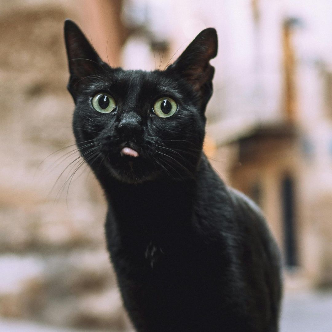Video | ¡Lindo Ladrón! Captan a Tierno Gatito Robando Tortillas