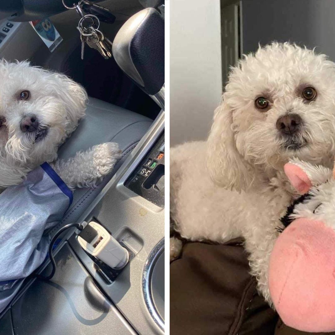 Buscan a Alaska, Mascota Desaparecida que Cruzó la Frontera a Tijuana
