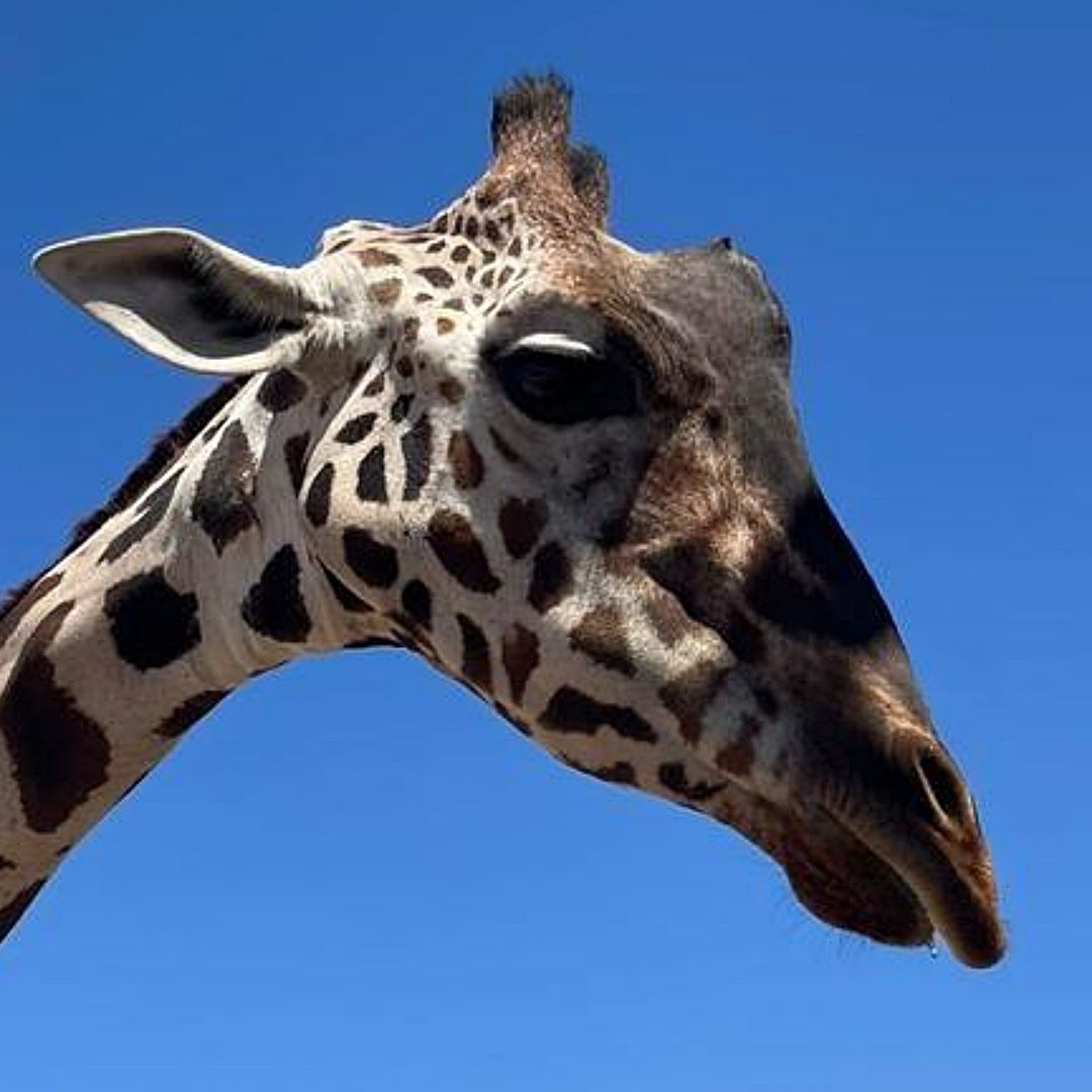 Profepa realiza acciones para traslado de Benito a Áfricam Safari