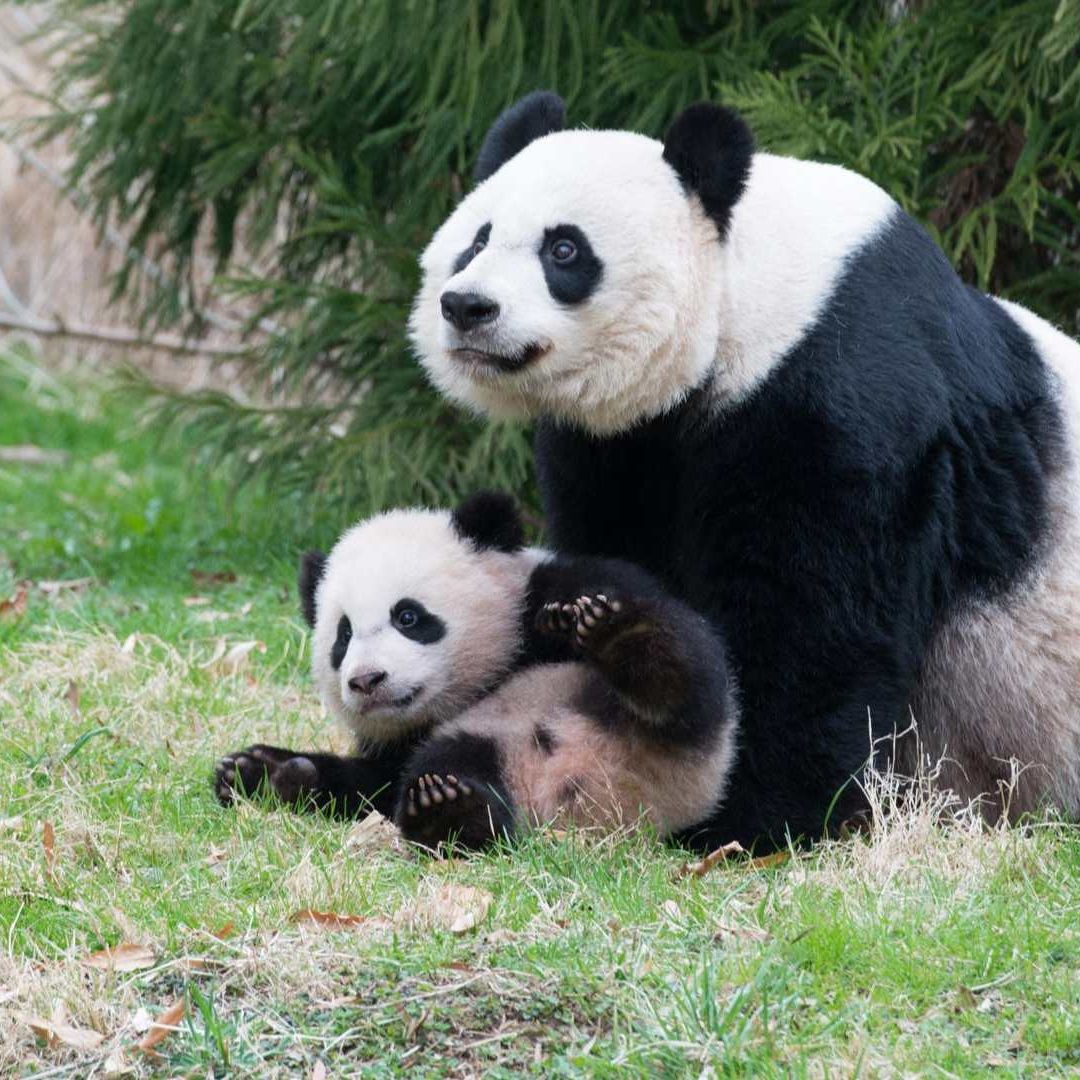 Pandas Washington