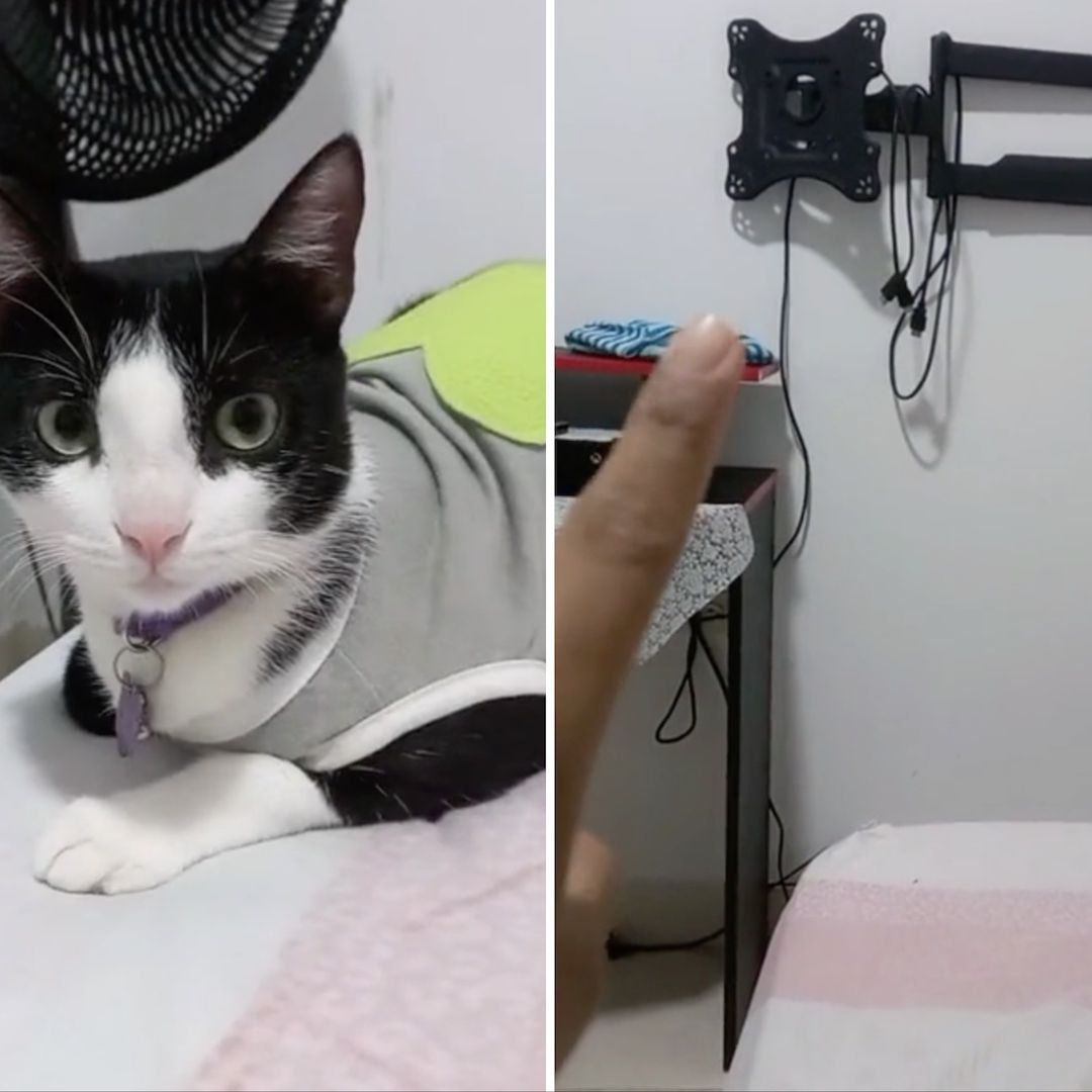 Gatito se queda sin televisión y su reacción se hizo viral