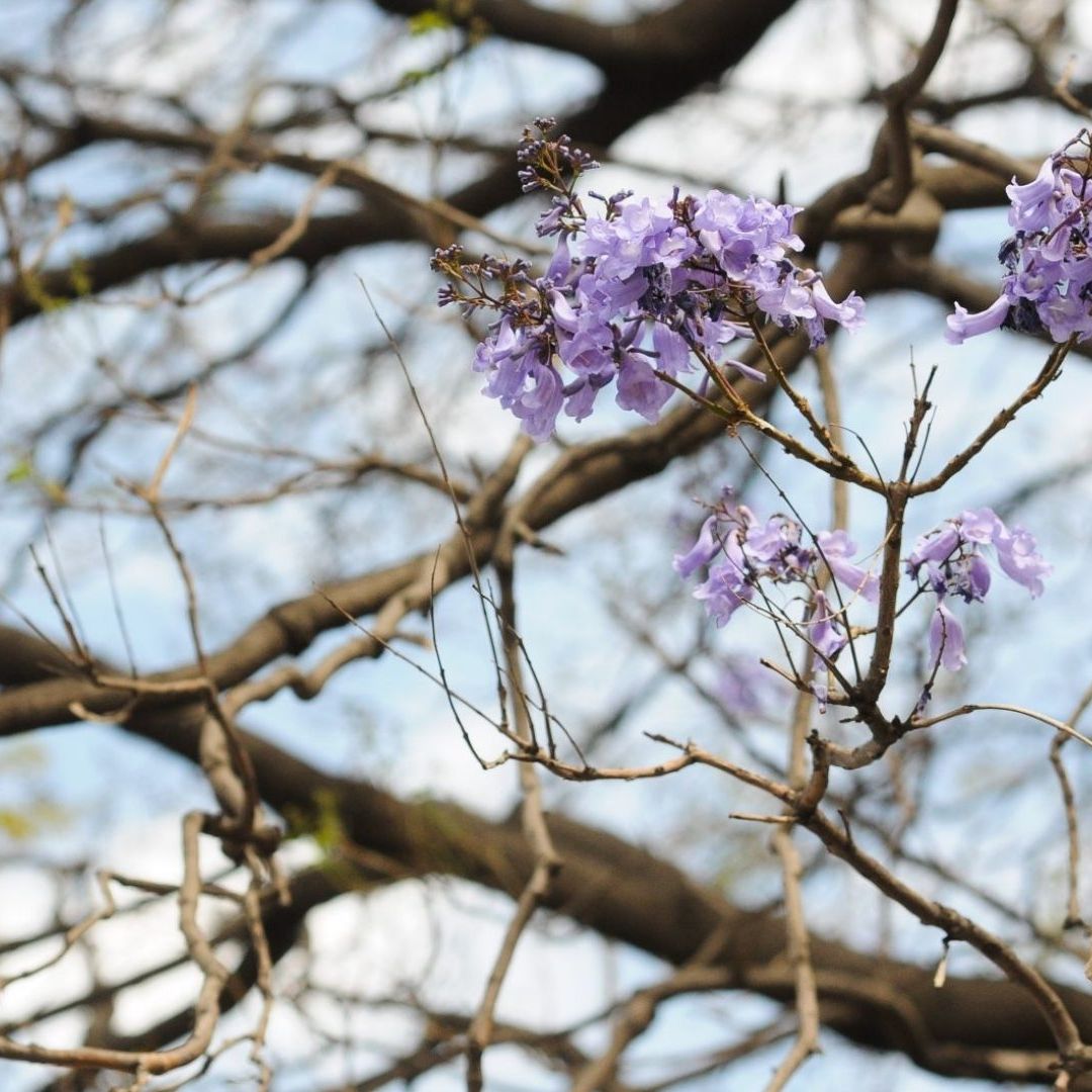 Cuándo florecen las jacarandas en CDMX y por qué aparecen en enero