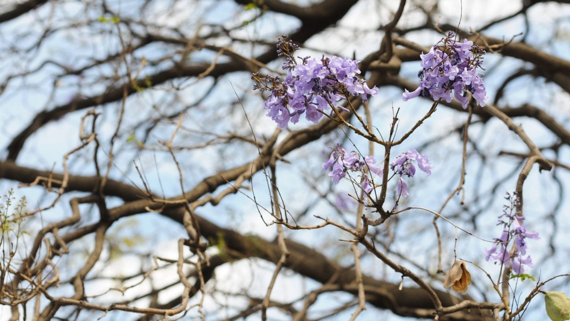 Cuándo florecen las jacarandas en CDMX y por qué aparecen en enero
