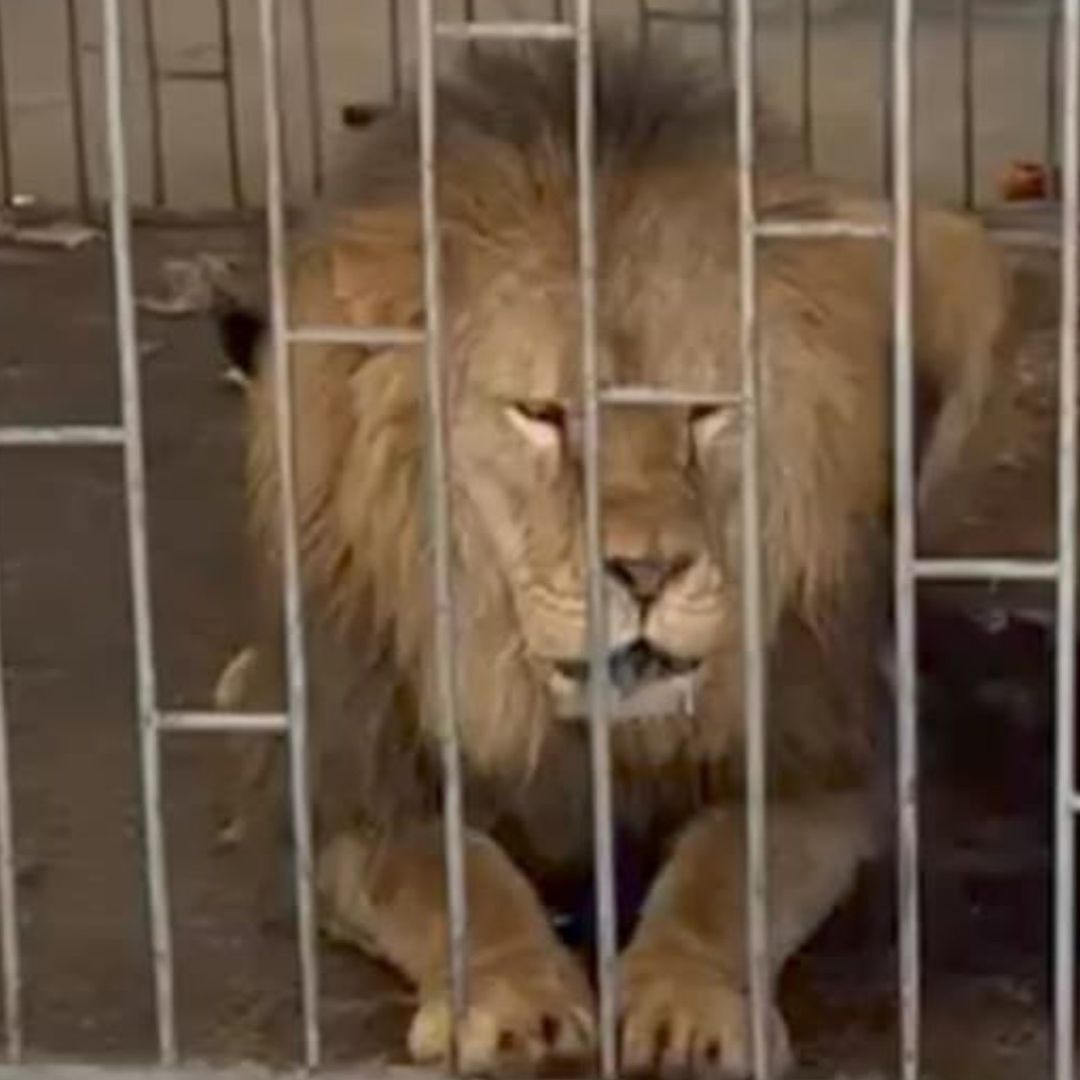Rescate de Dos Leones Durante Cateo en Domicilio del Municipio de Oriental en Puebla