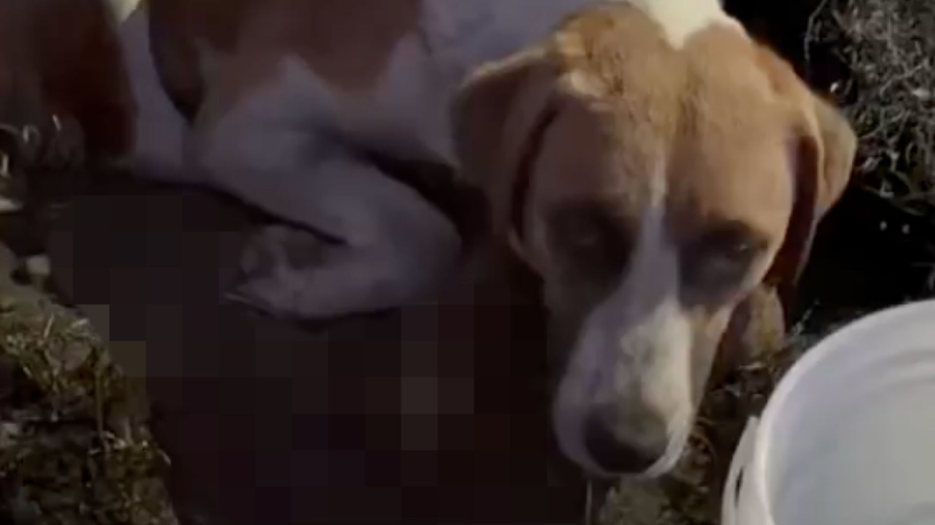Mueren Quemados Seis Perros Recién Nacidos en San Pedro Cholula, Puebla