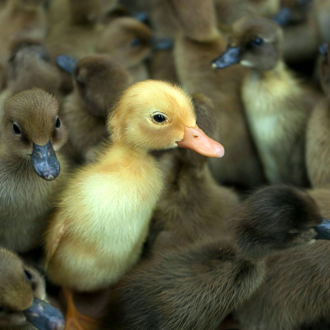 Unas 119 mil aves fueron sacrificadas por el brote de H5N9