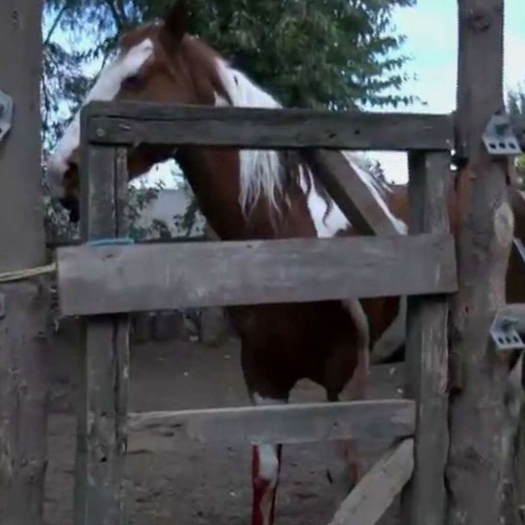 Animales resultan lesionados por explosión en Mixquic