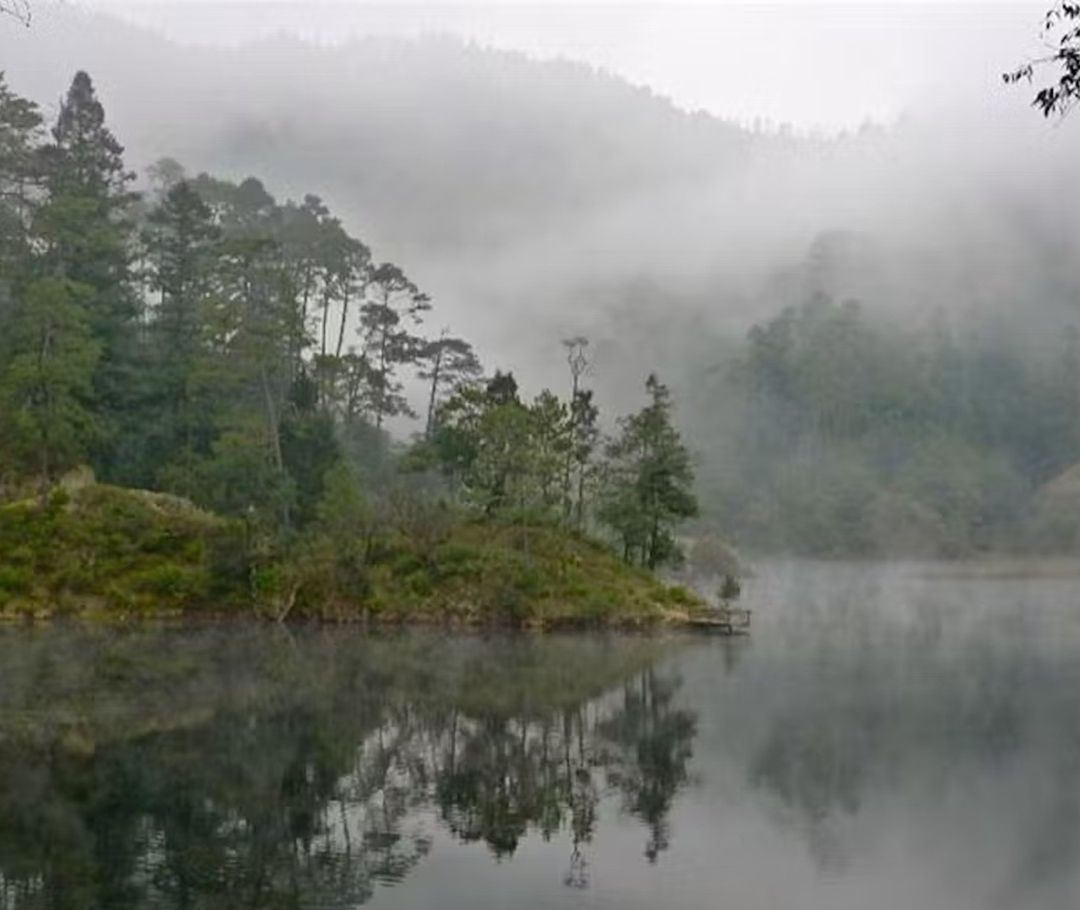 Habitantes de San Juan Atzingo calculan que actualmente se talan hasta 300 árboles al día de manera clandestina en el Bosque de Agua