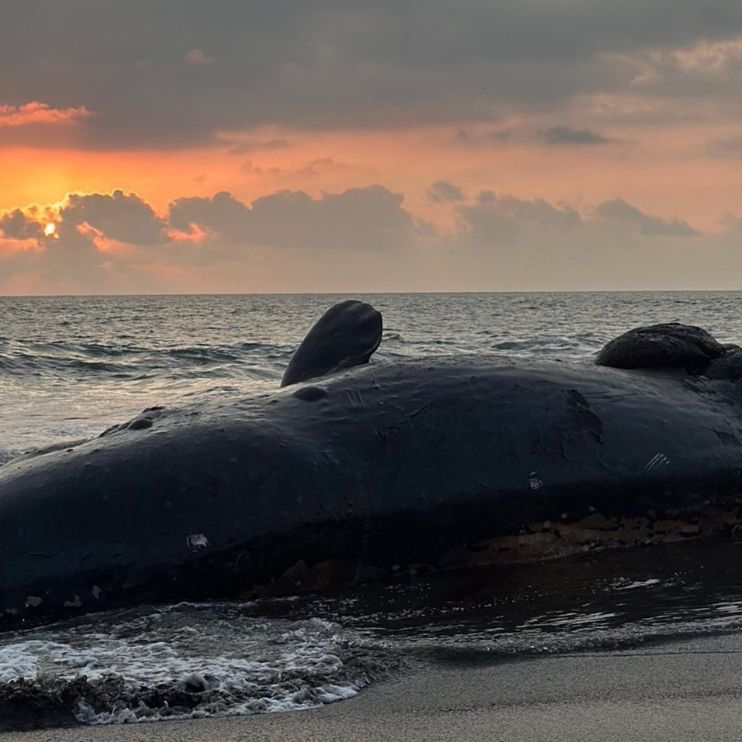 Hallan Muerto a Cachalote de Más de 20 Toneladas en Playas de Colima; Tenía Heridas en el Cuerpo