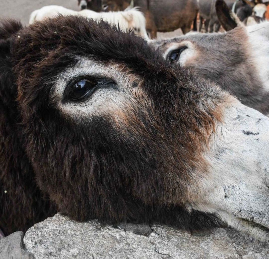 Burro Maltratado Gana Fallo Histórico; Trabajará Menos, Ordena La Fiscalía de Michoacán.