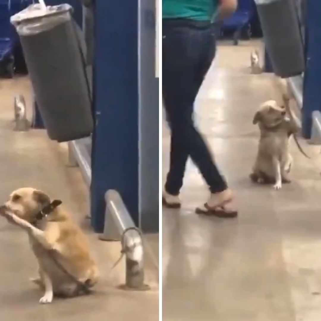 ¡Bye, Bye! Perrito se Despide de Clientes de Supermercado | Video
