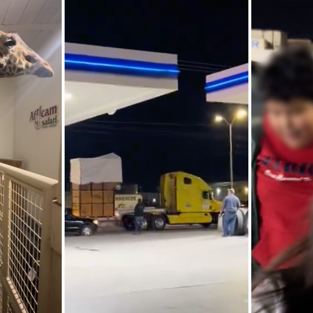 Niño despiden a la Jirafa Benito desde una gasolinera de Chihuahua.
