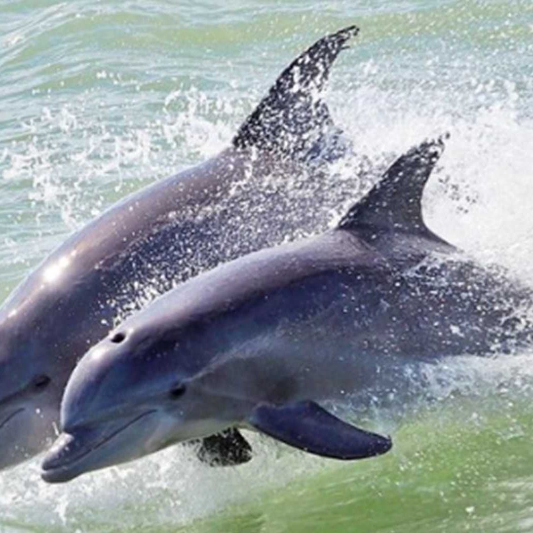 Activistan denuncian la muerte de dos delfines