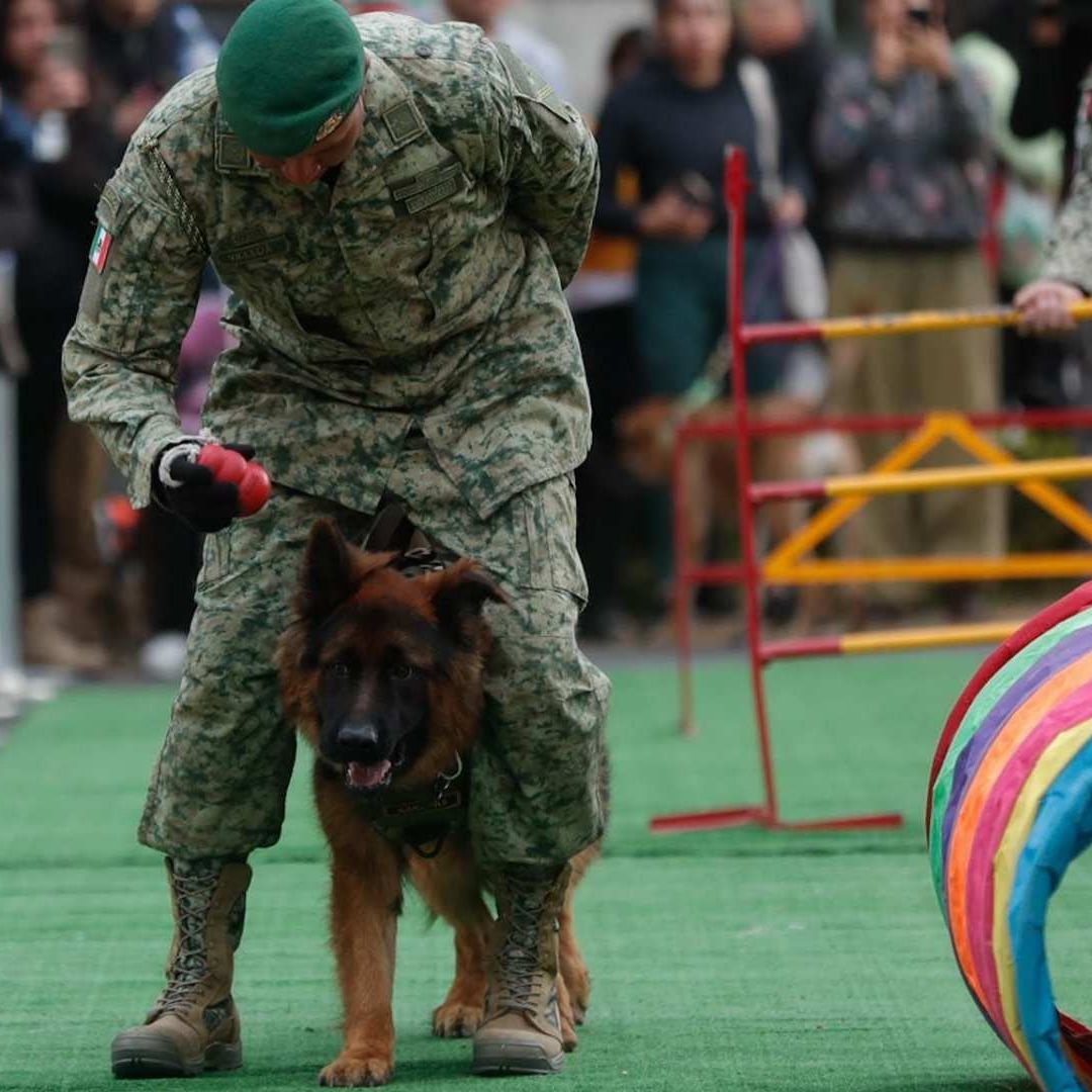 Perro Rescatista Arkadas Ascenderá a Cabo; Ejército Invita a Ceremonia y Perrotón 2025 Este Día