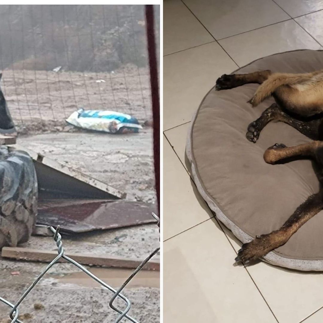 Rescatan a perrito víctima de maltrato animal en Tijuana