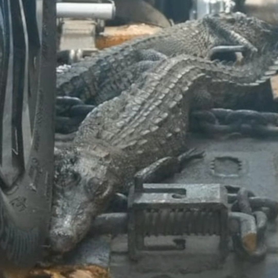 Encuentran Dos Cocodrilos en un Tráiler con Autos Nuevos en Apaseo el Grande