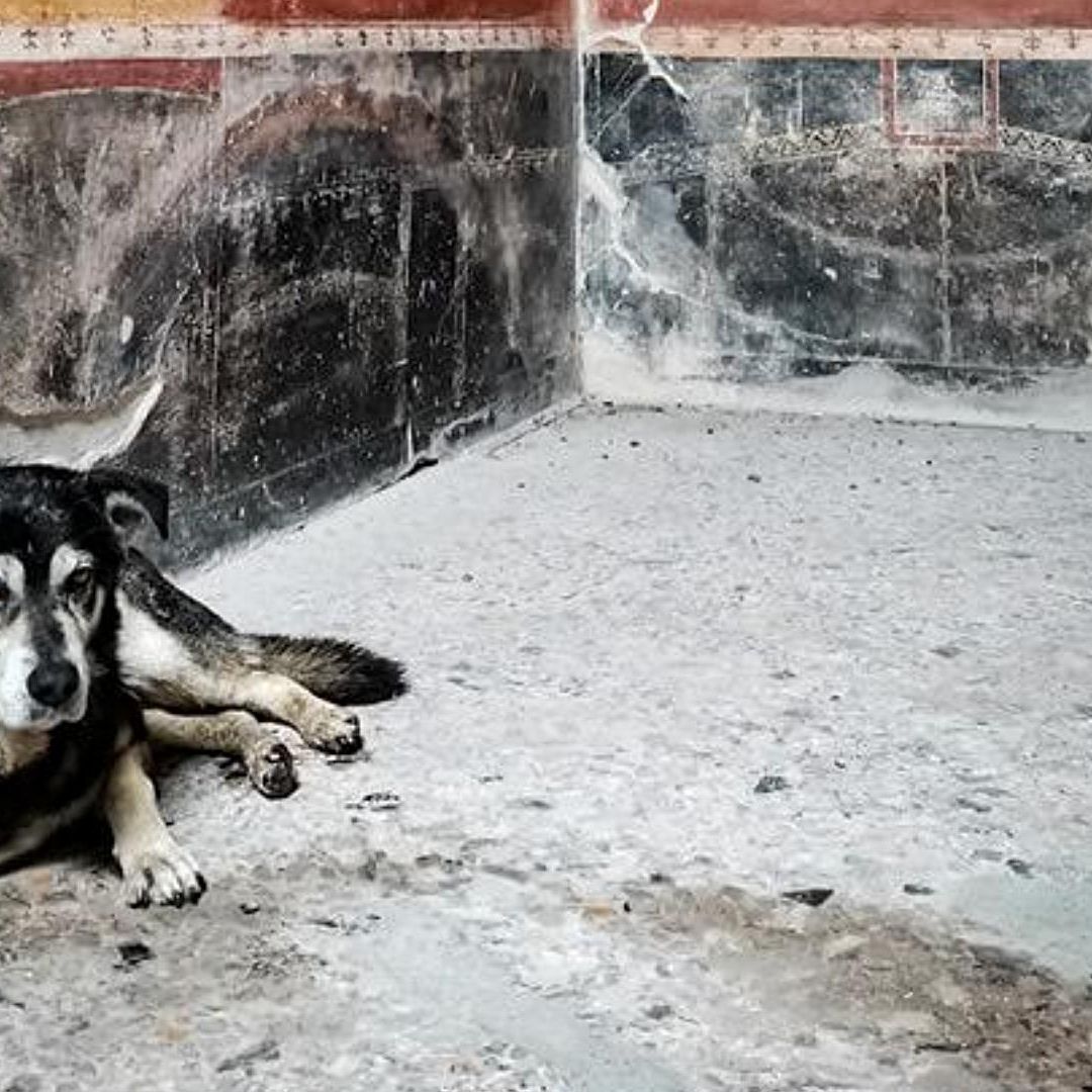 Muere Argo, único perro callejero admitido en el Parque Arqueológico de Pompeya