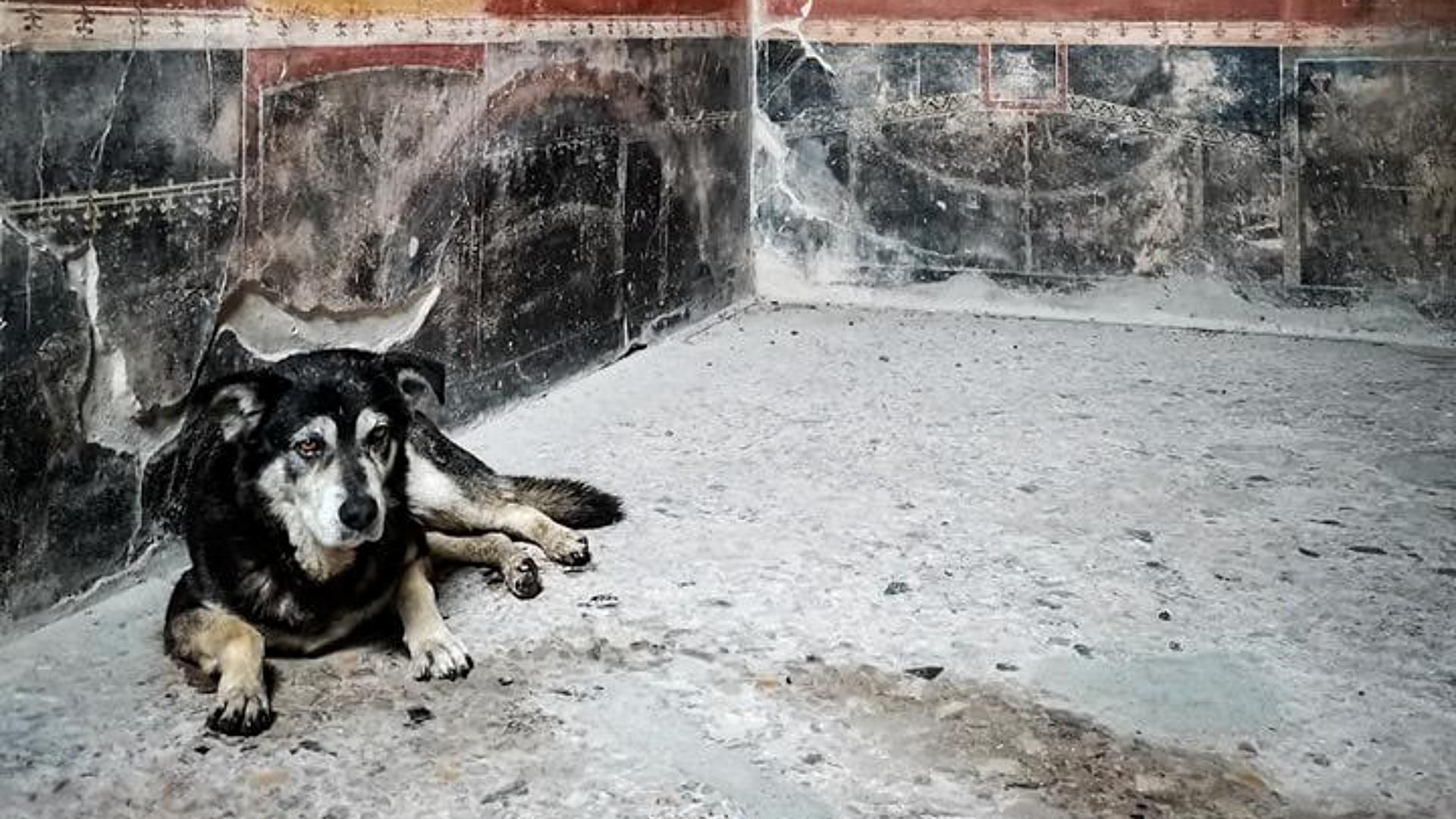 Muere Argo, único perro callejero admitido en el Parque Arqueológico de Pompeya