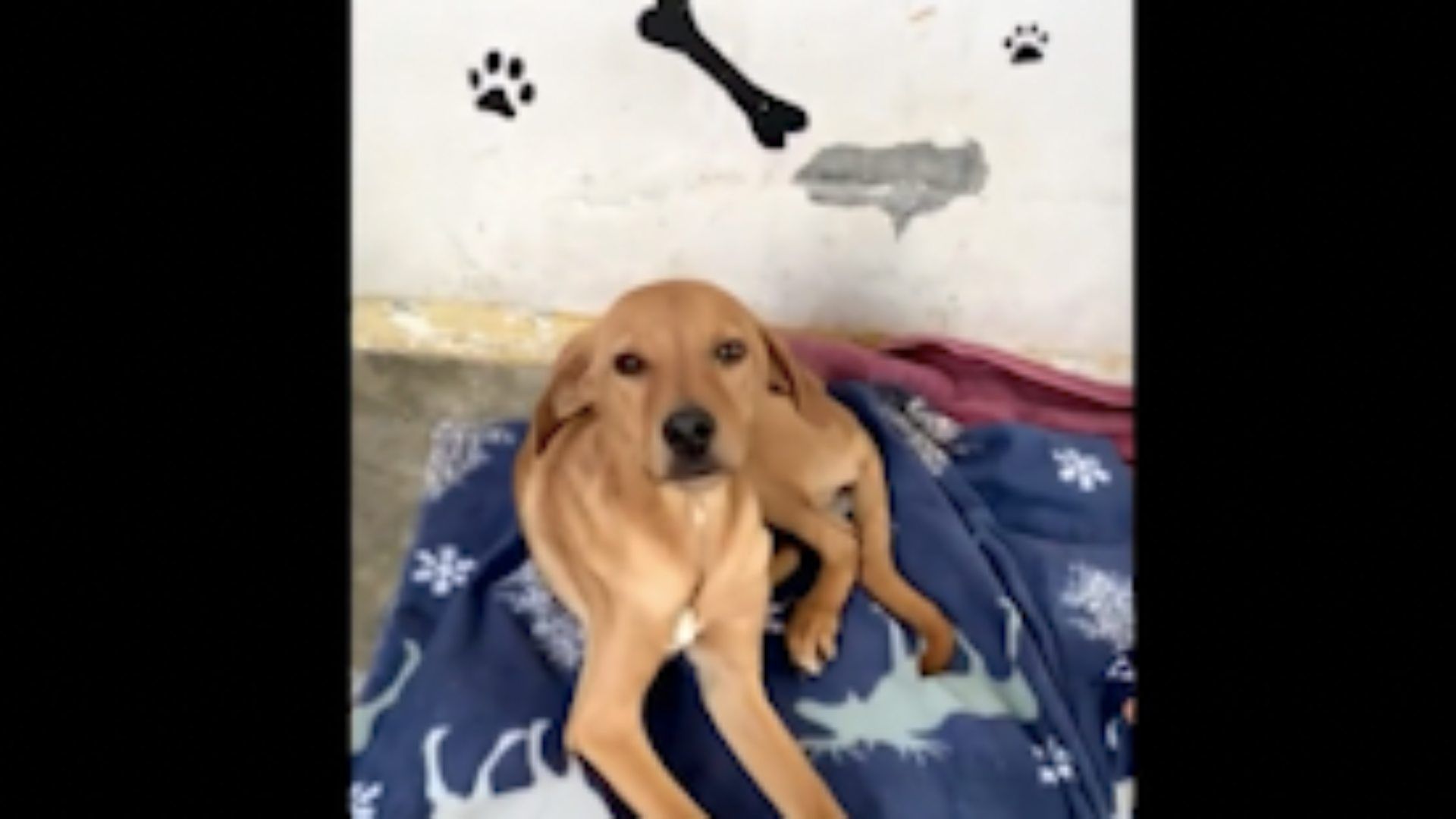 Flaco fue rescatado por las autoridades de secretaria de salud y animal